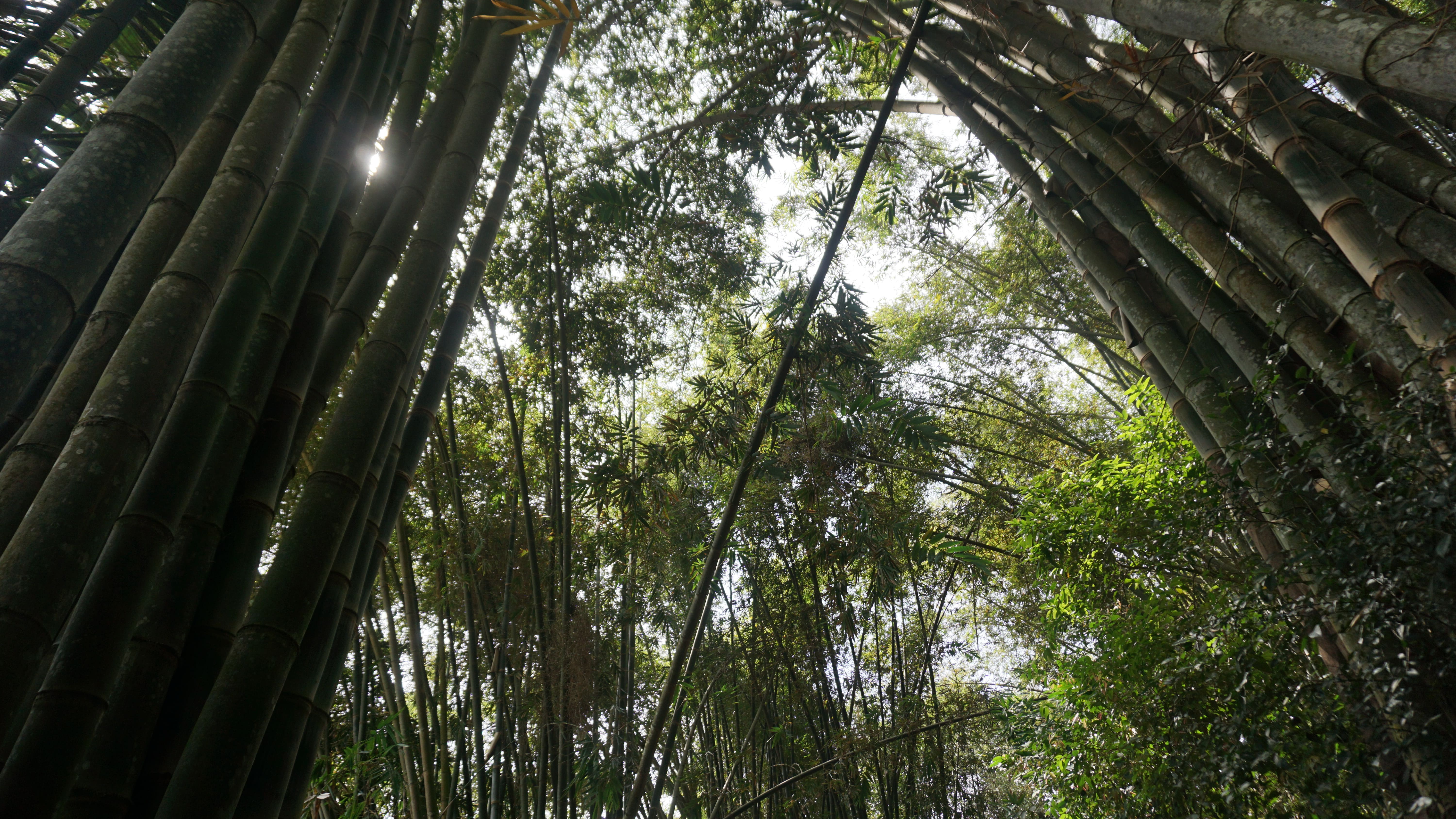 Wisata Hutan Bambu ini seringkali digunakan untuk spot foto-foto yang aesthetic