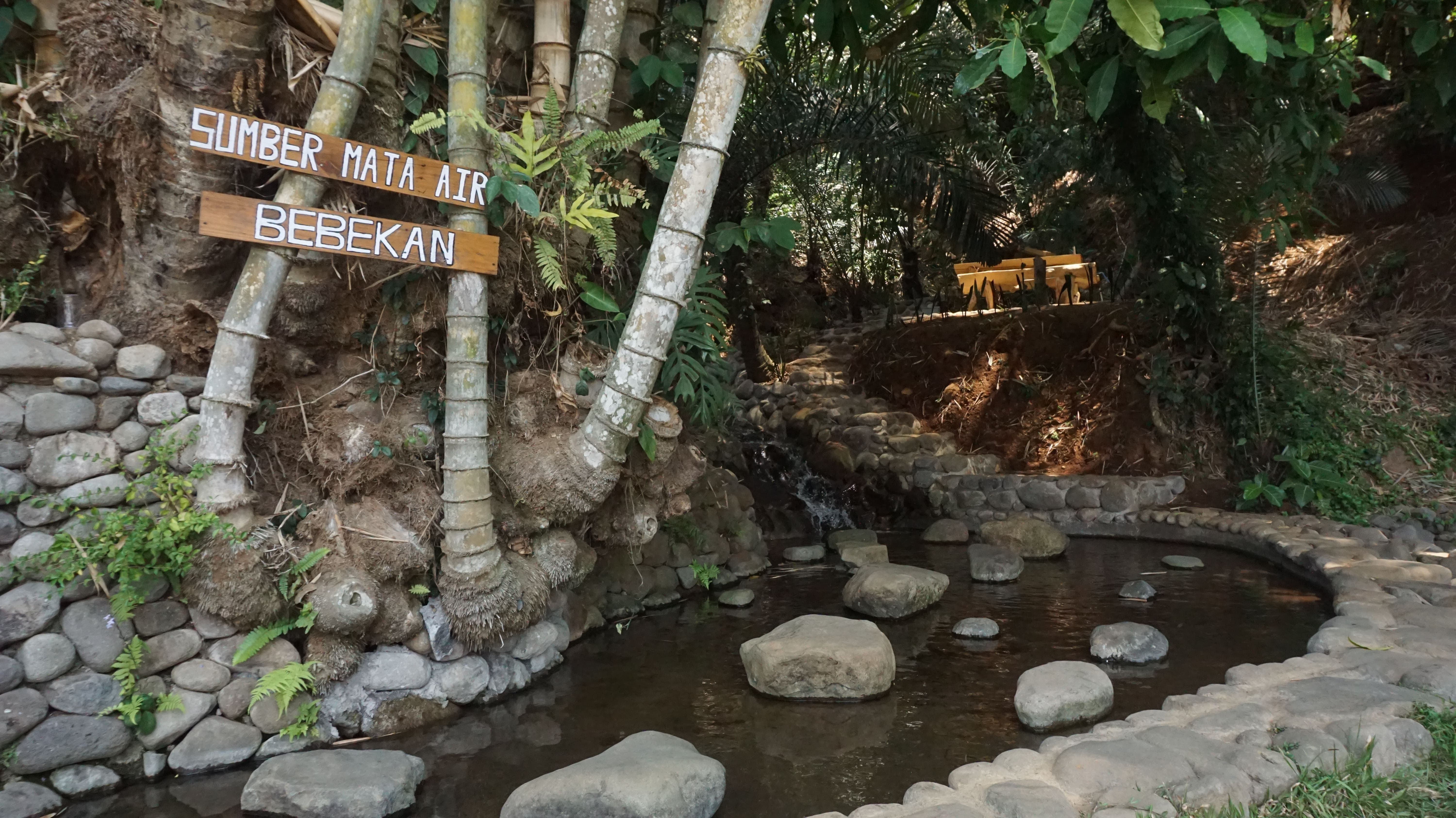 Foto Hutan Bambu